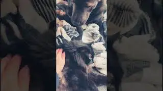 «Кот-Бегемот» по имени Брют 🐈‍⬛