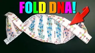 Fold a Paper DNA Model