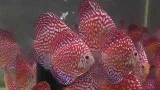 Kenny's Dicus Fish Room- May 2014