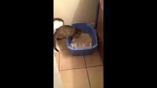 Step 1 to potty training my kitty, getting her used to peeing on the potty piece