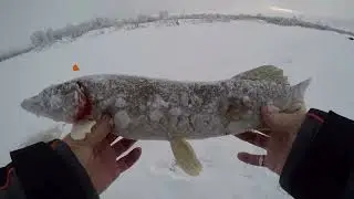 Щука на жерлицы.