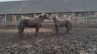жеребец пристраивается к молодой кобыле