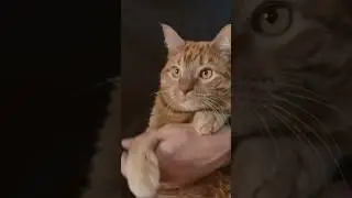 Делаю полки для вещей, книг, фена и кота #мебель
