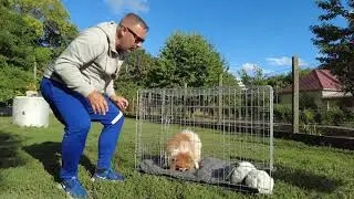 Így szoktasd hozzá a szoba kennelhez kutyád! + 1 trükk