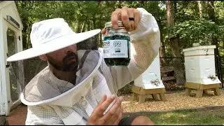 Week 12 - Mite Counts and Time to Re-Queen?