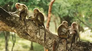 La isla de los monos 2   partida