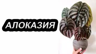 Alocasia | Repotting and Care for Tropical Plants