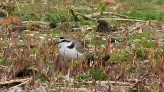 Kentish Plover at Summer Leys LNR, 12 04 2023