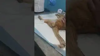عملية قسطرة المثانة للقطط part 2 