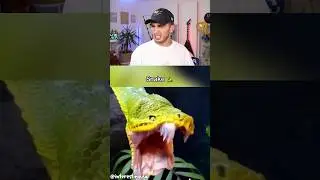 HAYVANLAR NASIL ESNER! 😱