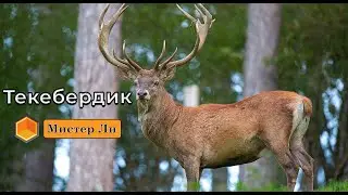 Турмуш Сабактары - Текебердиктин акыбети