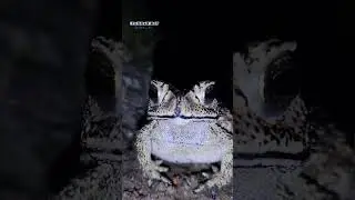 nice frog macro videography with Sony Xperia 1 mark 3. Sony camera #blog #myfirstvlog #shorts #sony