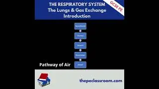 AQA GCSE PE The Lungs & Gas Exchange Introduction