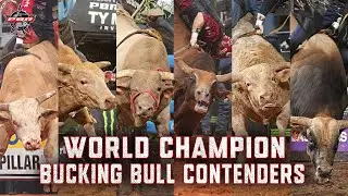 2024 YETI Fan Favorite Bucking Bull Contenders | PBR