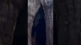 Tree spelunking