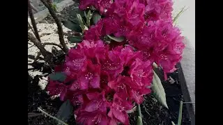 Как нарастить зеленую массу куста  рододендрона