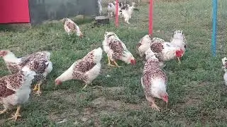 güzelliklere maşallah