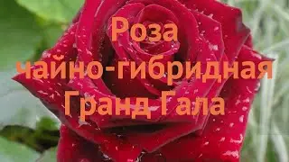 Роза чайно-гибридная Гранд Гала (grand-gala) 🌿 Гранд Гала обзор: как сажать, саженцы розы Гранд Гала