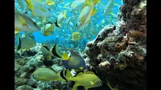 Choose a Blue Star Dive or Fishing Guide to Help the Florida Keys