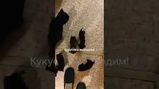 Кукусики выходим кушать!