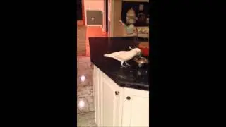 Cockatoo Feeding Dog