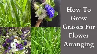 How To Grow Ornamental Grasses For Flower Arranging