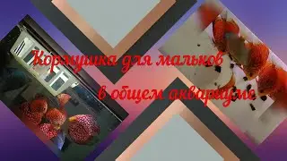 Кормушка для мальков дискусов в общем аквариуме. 