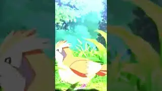 Pidgey evolves into Pidgeotto