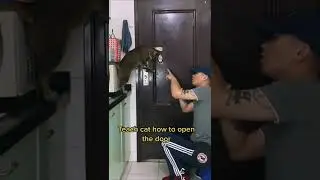 Мужик учит кота открывать дверь