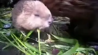 Бобрёнок не хочет спать