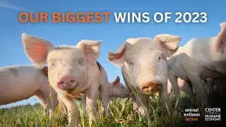 Why You Should Invest in Animals for 2024