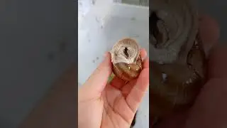 улитка впала в спячку но я ее вызволяю) 😍😅🤗