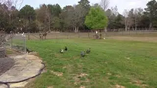Guinea fowls flying