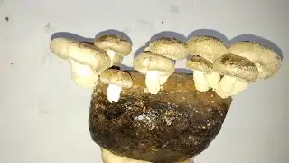 Лаборатория для выращивания мицелия грибов.