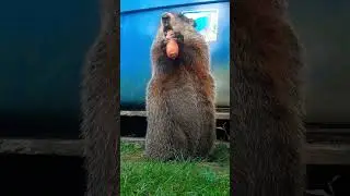 Sparkle Enjoying His Daily Carrot And Friendship #groundhog #carrot #friend #chewing #cute #adorable