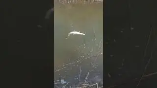 Гигантская Щука Чечня