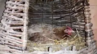 Решил не использовать инкубатор