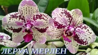 №825/ СВЕЖИЕ, шикарные ОРХИДЕИ от Ростка в ЛЕРУА МЕРЛЕН.