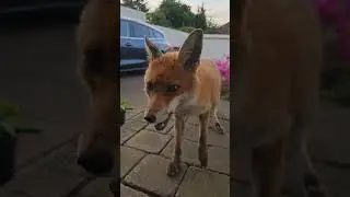 Wild Fox Having A Bite To Eat 
