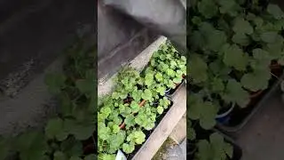 Приучаю пеларгонию к естественному освещению.