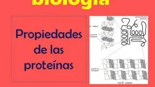 Protein properties - Protein denaturation