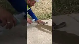 Man helps squirrel drink water from bottle in heartwarming viral video. Don't miss the message
