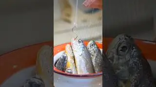 Если рыбалка… #рыбалка #рыбак #топ #diy #fishing #petdiy #смешныеживотные