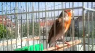 goldfinch x canary.mp4
