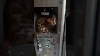 Наша кися залезет уже везде!🥰🥰Бенгальская кошка