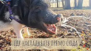 Кабачок в весеннем парке. Яблоки, жёлуди и хрюююю!