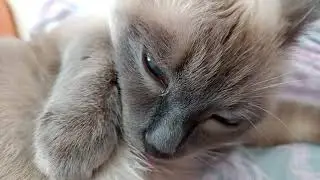Cat Cleans Herself in Slow Motion