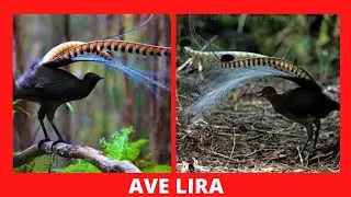 Ave Lira - la mejor imitadora del mundo, capaz de repetir los sonidos que escucha