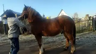 Кент 7 лет Конь. на Продажу