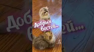 С добрым утром!